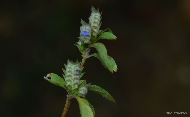 Rungia pectinata flower5.jpg